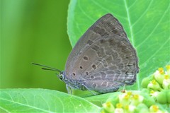 Arhopala asopia