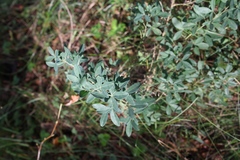 Chamaecytisus ruthenicus