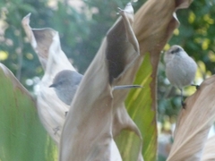 Psaltriparus minimus