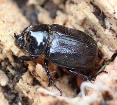 Cyphonistes vallatus