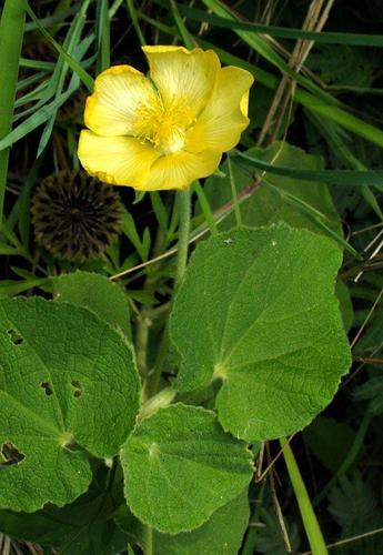 Abutilon guineense image