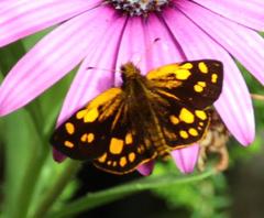 Metisella metis metis