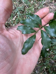 Toechima tenax