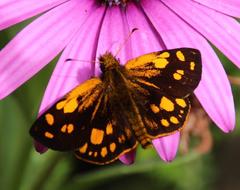 Metisella metis metis