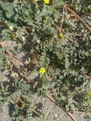 Tribulus terrestris