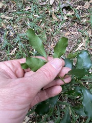 Toechima tenax