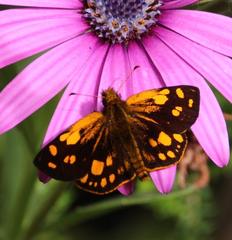 Metisella metis metis