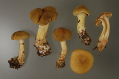 Cortinarius venetus