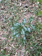 Toechima tenax