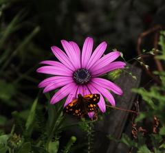 Metisella metis metis