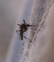 Aedes vittatus
