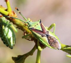 Ceratopachys nigricornis