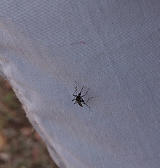 Aedes vittatus
