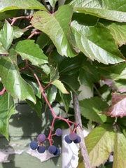 Parthenocissus
