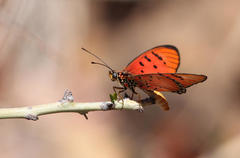 Acraea aglaonice