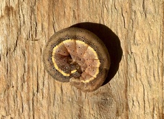 Lacanobia suasa