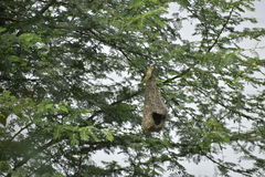Ploceus philippinus