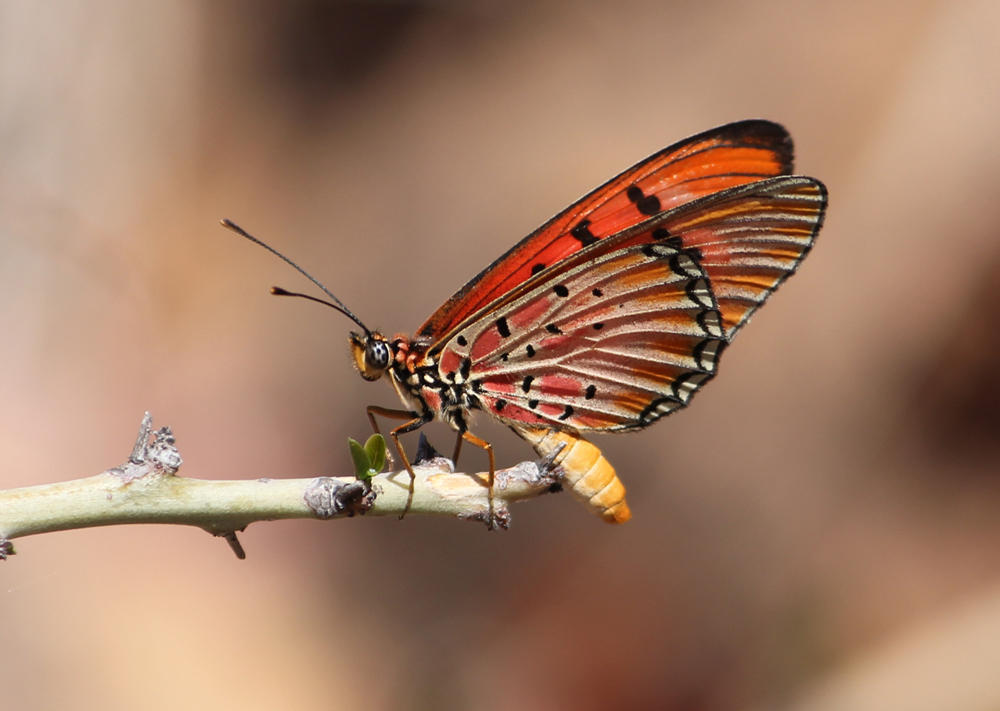 Window Acraea