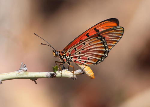 Clear-spotted Acraea