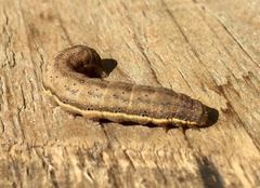 Lacanobia suasa