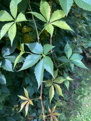 Parthenocissus