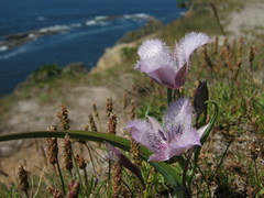 Plantago maritima juncoides