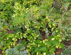 Humulus lupulus