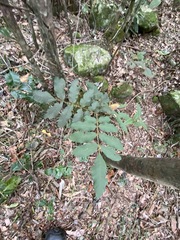 Cupaniopsis tomentella