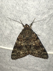 Catocala actaea