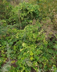 Humulus lupulus