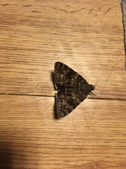 Catocala actaea