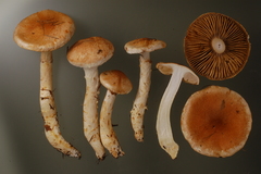 Cortinarius vulpinus