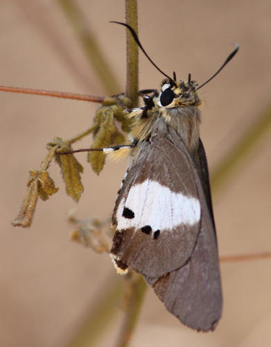 Photo of Two Pip Policeman (Coeliades pisistratus)