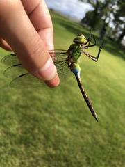 Anax parthenope julius