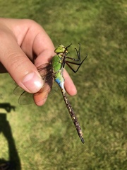 Anax parthenope julius