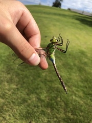Anax parthenope julius