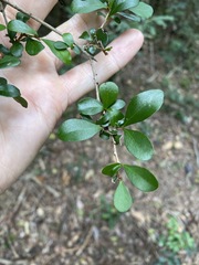 Planchonella cotinifolia