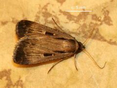 Tathorhynchus exsiccata