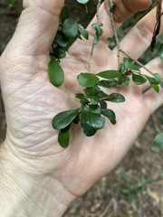Planchonella cotinifolia