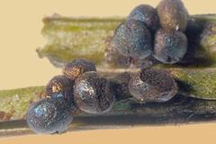 Lamproderma cacographicum