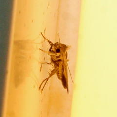 Tathorhynchus exsiccata