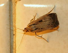 Tathorhynchus exsiccata