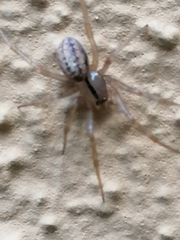 Stemonyphantes lineatus