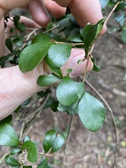Planchonella cotinifolia