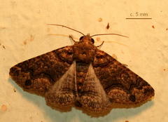 Pericyma atrifusa