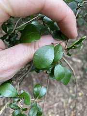 Planchonella cotinifolia