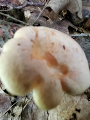 Lactifluus
