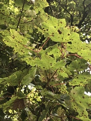 Acer pseudoplatanus