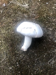 Agaricus