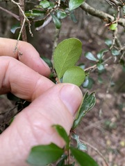 Planchonella cotinifolia